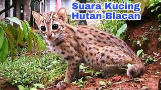 Suara kucing Hutan Blacan