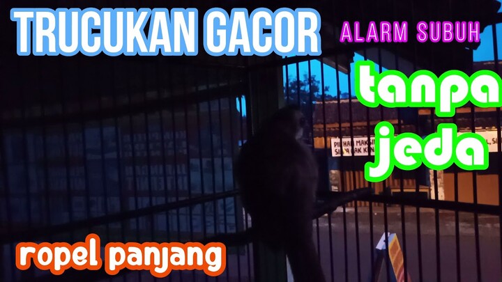 Suara Jernih 100% Mujarab! Pancingan dan Masteran + Ropel Panjang Bikin Gacor