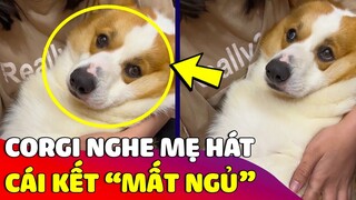 Corgi được con Sen 'HÁT RU NGỦ' nhưng mặt vẫn 'TỈNH BƠ' vì nó lạ lắm 😅 Gâu Đần