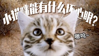 【小侠】来吸猫猫，什么让猛男阵亡只需3秒，超萌小动物合集第六弹《大猫》