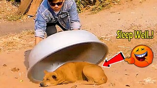 [ Try No To Laugh ] Water Tank vs Prank Sleep Well Dog Run Fast So Funny