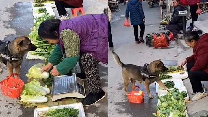 Seekor anjing Shandong pergi berbelanja sayuran dengan sekeranjang sayur di mulutnya, dan pilihannya