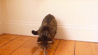 The cat is being chased by the mouse? It’s just that the rats are too fierce…