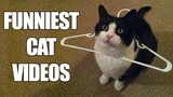 Funny Cat Video 2022