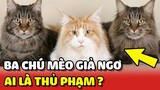 Ba chú mèo GIẢ NGÂY THƠ khi bị Sen phát hiện làm vỡ chậu cây 😂 | Yêu Lu