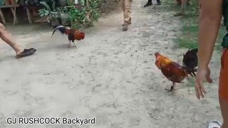 6x winner na aming manok lakas talaga pumalo pinatungan pa Ang kalaban.