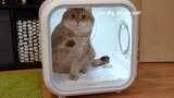 Cat: I'm Dry, Let Me Out!