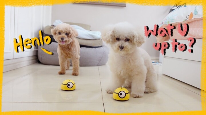 My Dogs React to their New Minion Toys | The Poodle Mom