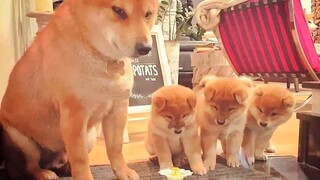 Shiba bố dạy 3 Shiba con chơi đồ chơi