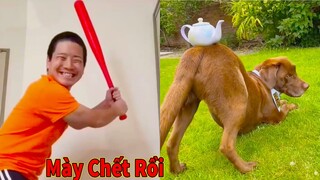 Thú Cưng TV | Ngáo Ngu Ngốc Và Đầu Gấu #9 | chó thông minh vui nhộn | Pets funny cute smart dog