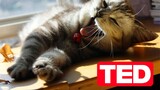 【Animal Circle】Why are cats' behaviour so weird? @TEDEd