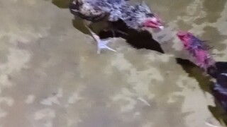 simessi bermain dengan ayam dewaa bulbi