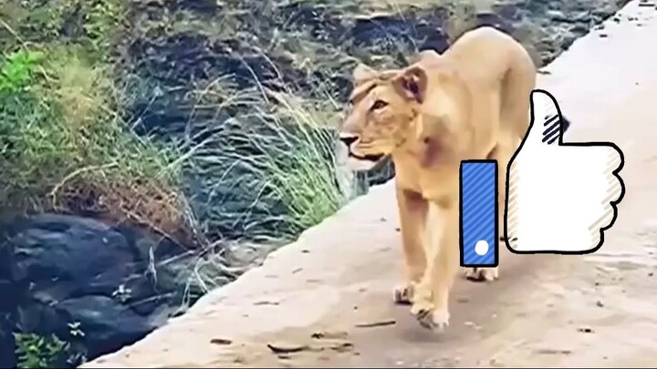 lioness walking