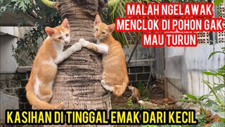 LUCU BANGET ANAK KUCING NAIK DI POHON GAK MAU TURUN..!