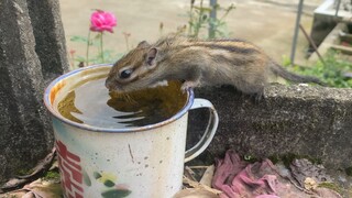 Tebak Tikus ini Kapan Keluar?