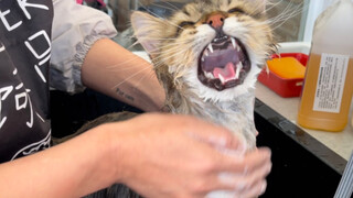 Animal | Cat Taking A Bath