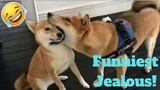 💥Funniest Jealous Pets Ever Viral Weekly LOL😂🙃💥 of 2019| Funny Animal Videos💥👌