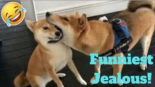 💥Funniest Jealous Pets Ever Viral Weekly LOL😂🙃💥 of 2019| Funny Animal Videos💥👌