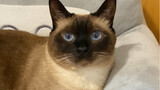 By raising a Siamese cat, you can realize your dream of having both a cat and a dog.