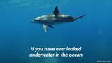 How do dolphins use echolocation to navigate the deep seas_