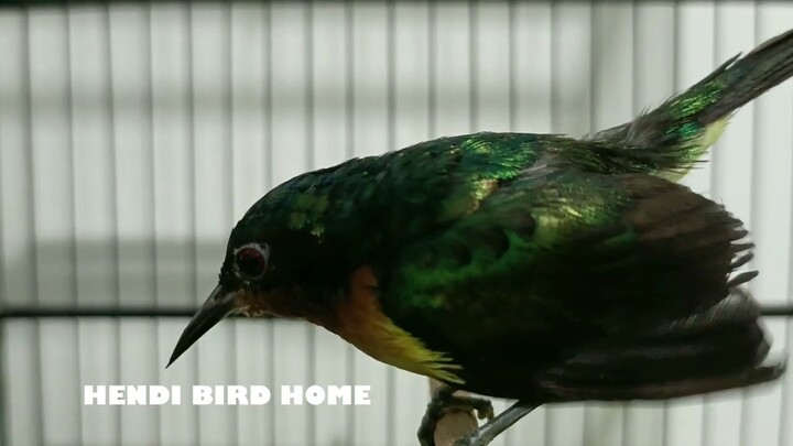 SUARA BURUNG : Kolibri Wulung Gacor Masteran Mewah