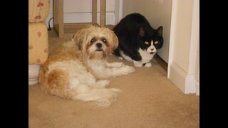 Shihtzu  Kia is SHOWED who's the BOSS by Buddy the Tuxedo CAT HILARIOUS!  @shihtzukia421