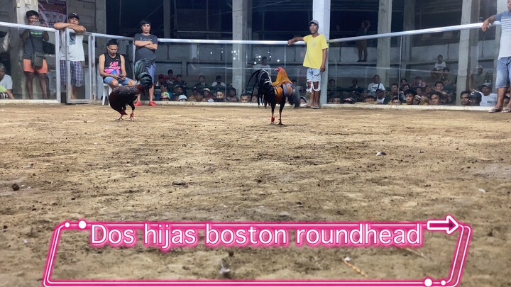 DOS HIJAS BOSTON ROUNDHEAD