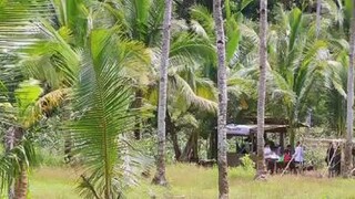 Budol fight sa bukid