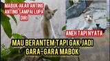 Mau Ketawa Takut Dosa Kucing Liar Jalanan Ini Datang Minta Makan  Dengan Sopan tapi endingnya ngakak