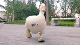 My pet duck is walking home by itself, you can do it!