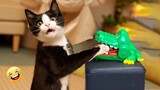 Video Kucing Lucu Banget Bikin Ngakak #39 | Kucing dan Anjing | Kucing Lucu Imut