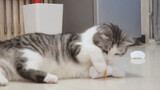 Peliharaan Imut|Gabungan Cuplikan Kucing Minum Obat