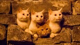 The First Generation Of Nanjing Wall Cats! Cute Cats In The Cave!