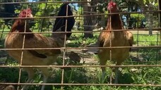 BOSTON MILLIONAIRE PULLETS || ENG Ragamak GF