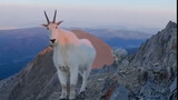 Những người leo núi gặp phải hai con cừu tuyết tò mò