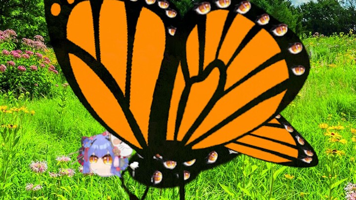 Butterfly Azi
