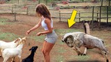 The Most Amazing Crazy Goat Attacks Ever Caught On Camera - Funny Animals