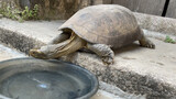 [Bò sát cảnh] Dáng vẻ uống nước của rùa nghìn năm khát hơn 1 tháng 