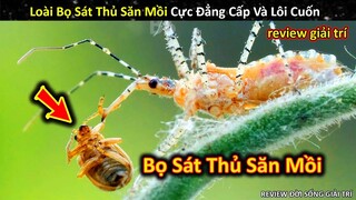 Bọ Sát Thủ Săn Mồi Đẳng Cấp Và Đồng Phạm Không Ngờ Phía Sau || Review Giải Trí Đời Sống