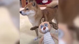 [Hài hước] Tổng hợp những video chó mèo vui nhộn