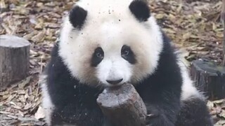 [Hewan] [Panda] Nakal tapi Lucu