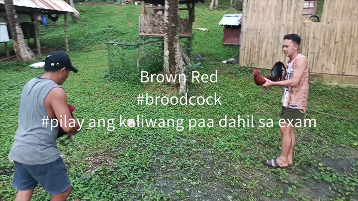 brown red#broodcock napilay yong kaliwang paa nung sa last exam nya