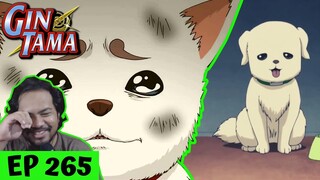 I CAN'T HELP CRYING OVER DOGS! 😭 | Gintama Episode 265 [REACTION]