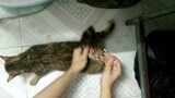 [กิจวัตรประจำวันแมวเหมียว] ใช้คอตตอนบัดจัดการการติดสัดแบบเร่งด่วน