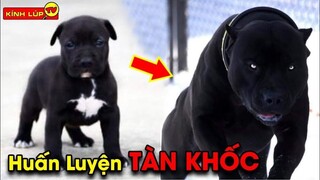 🔥 7 Bí Ẩn Về Chó Nghiệp Vụ Mà Đội Đặc Nhiệm Mỹ Không Muốn Tiết Lộ Cho Ai Biết | Kính Lúp TV