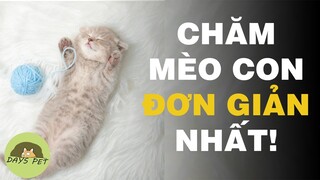 Cách (nuôi) chăm sóc mèo con khi mới mang về |Dayspet