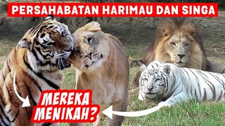 Harimau dan Singa Menikah? Inilah 3 Persahabatan Langka Harimau dan Singa! Ft @Jaya Pedia