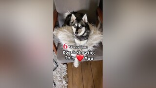 How does your dog show you they love you? LearnOnTikTok dogbehavior doglove