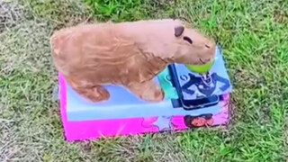 Một thảm kịch do Capybara gây ra