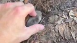 cute little mole